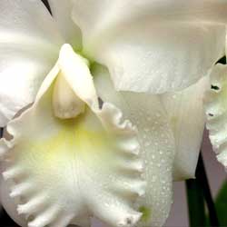 caring-orchid-1