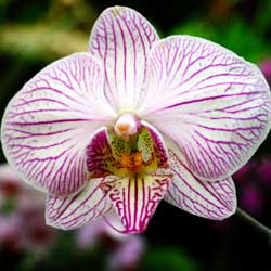 caring-orchid-2