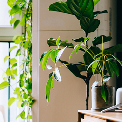 Position Your Houseplants for the Best Effects