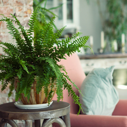 Fern plant growing in a decorative indoor pot