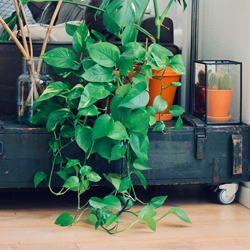 Indoor shelf decorated with several potted houseplants