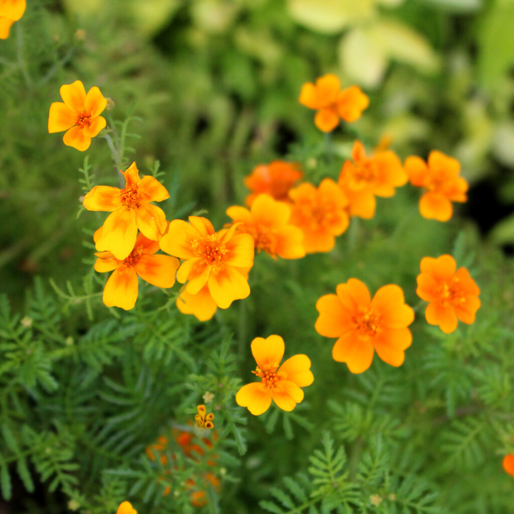 Growing Marigolds