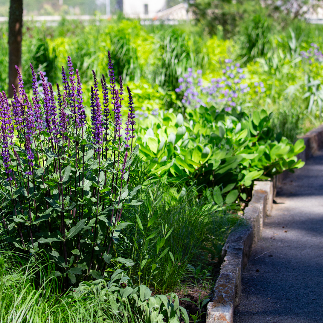 Transitioning Traditional Lawns to Native Landscapes