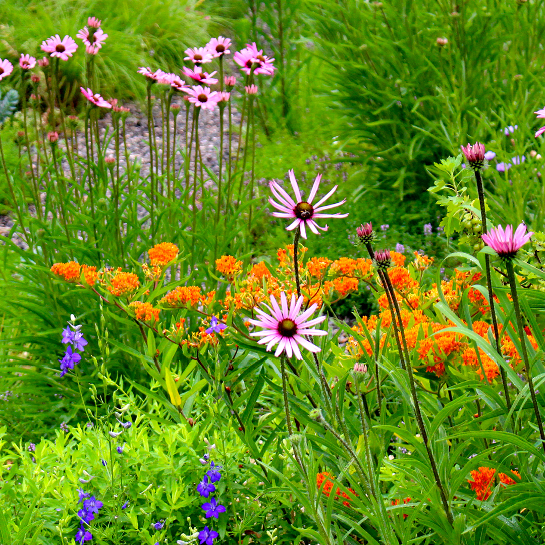 Transitioning Traditional Lawns to Native Landscapes 3