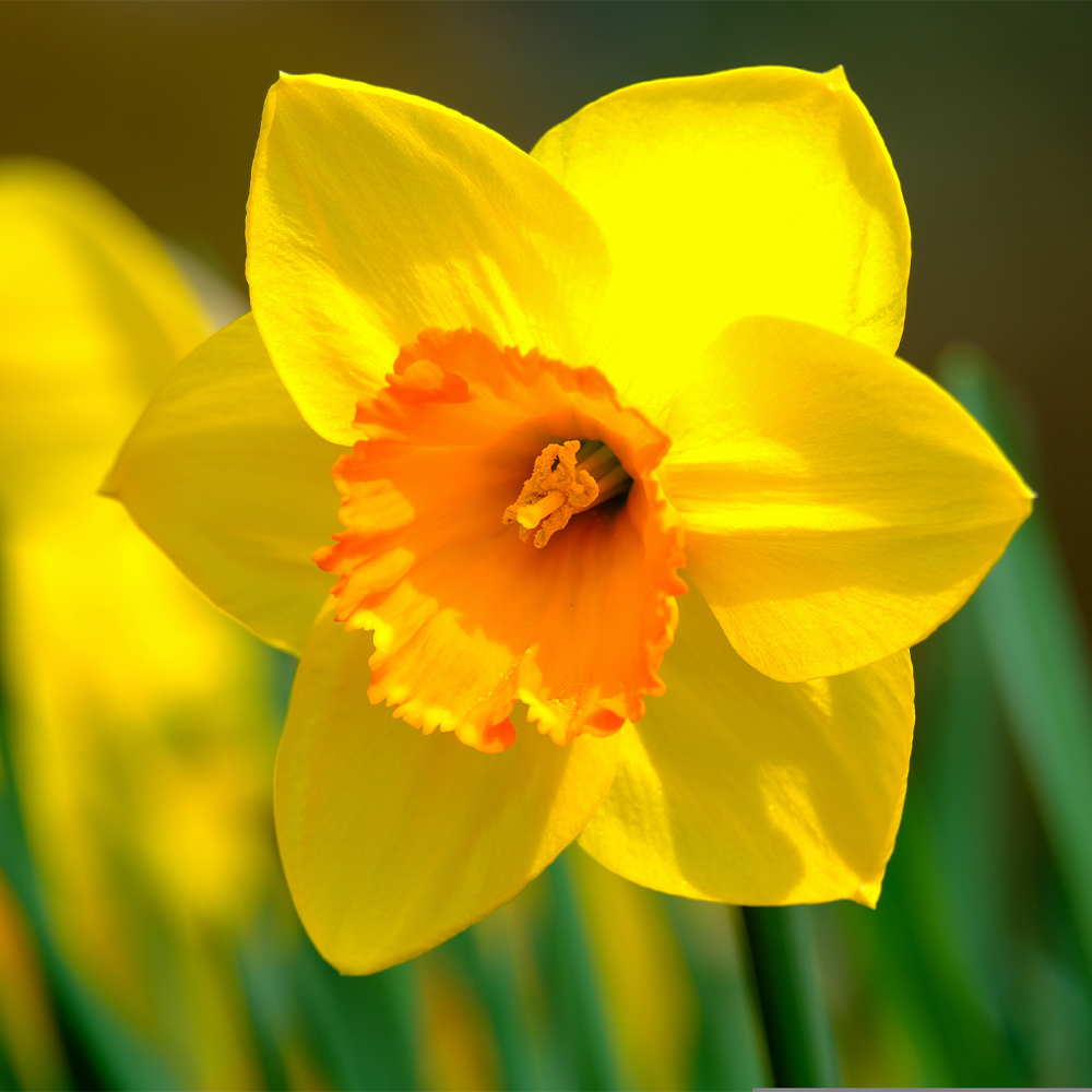 Daffodils Image