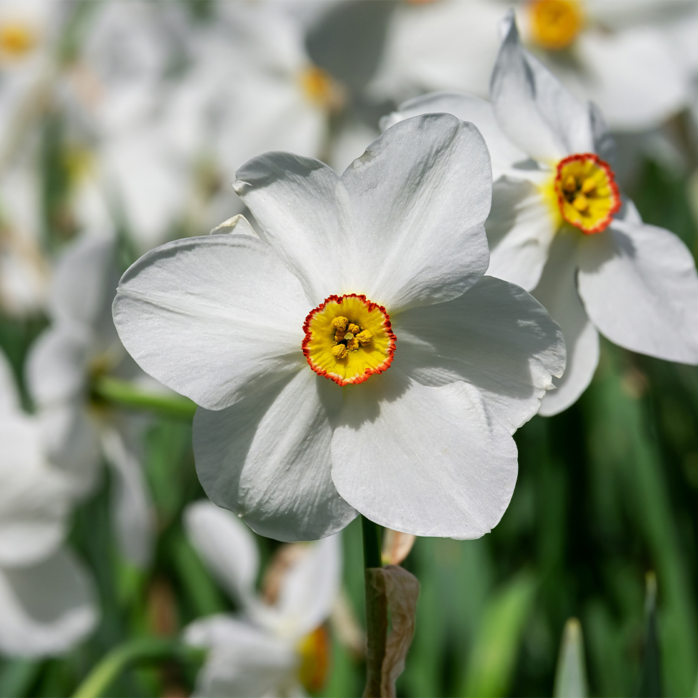 Daffodils Image