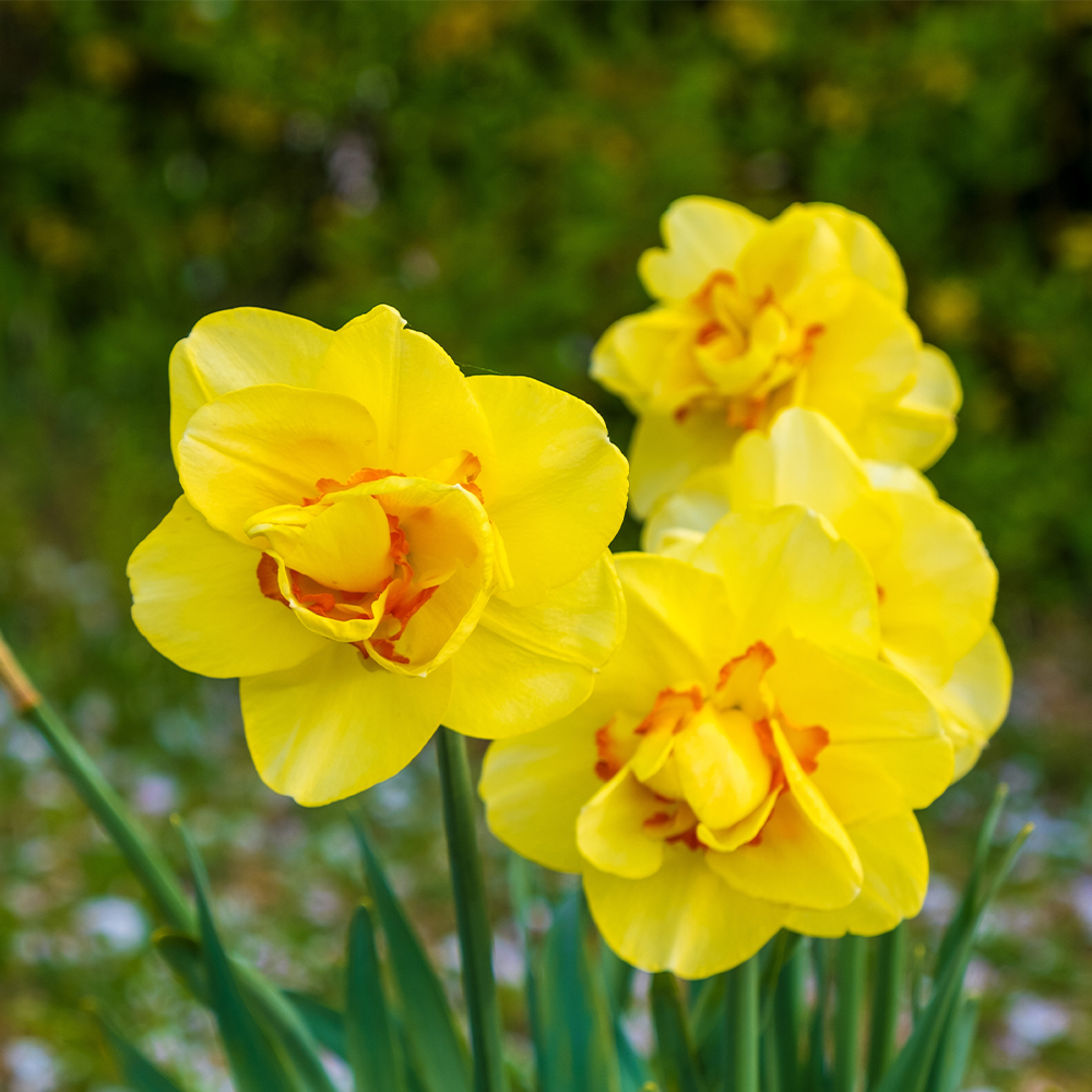 Daffodils Image
