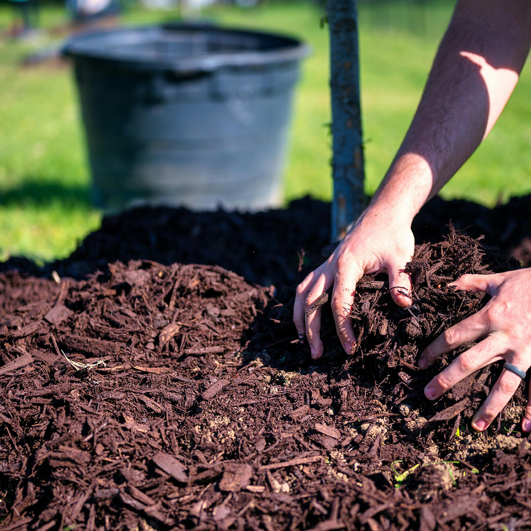 Close-up of a hand spreading dark mulch over garden soil