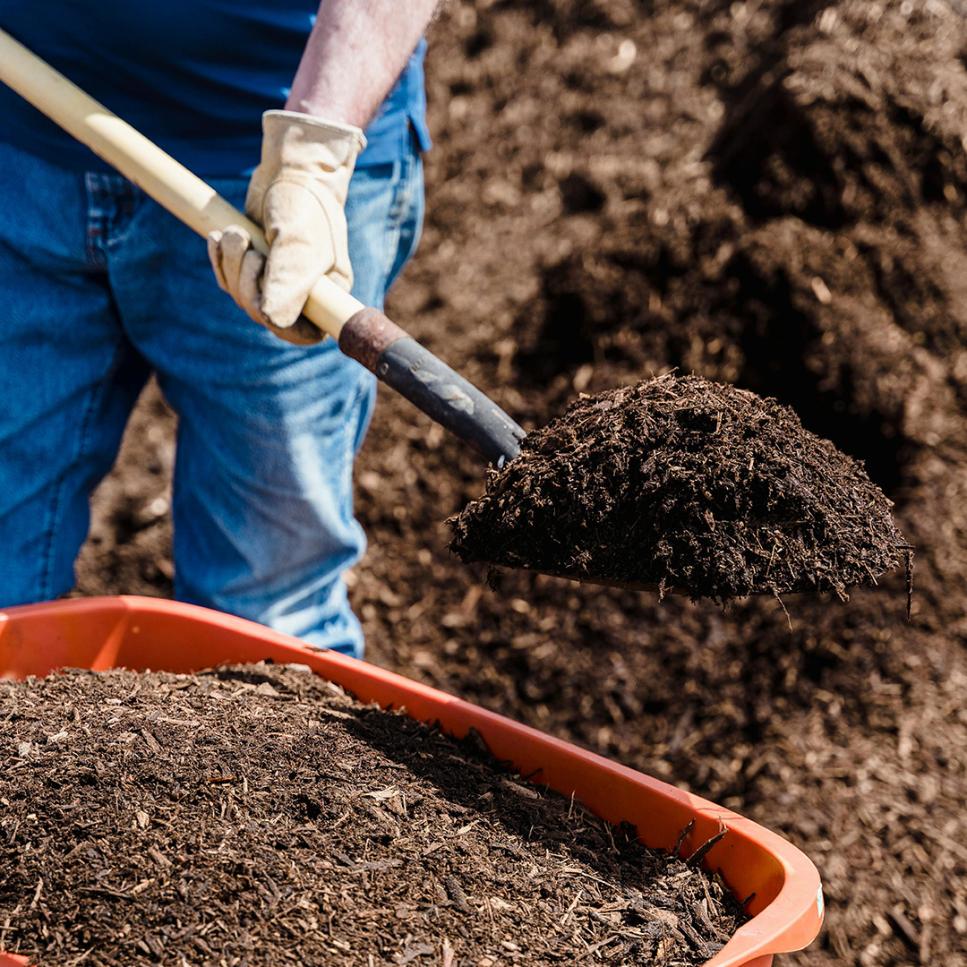 Person shoveling mulch from a wheelbarrow onto soil
