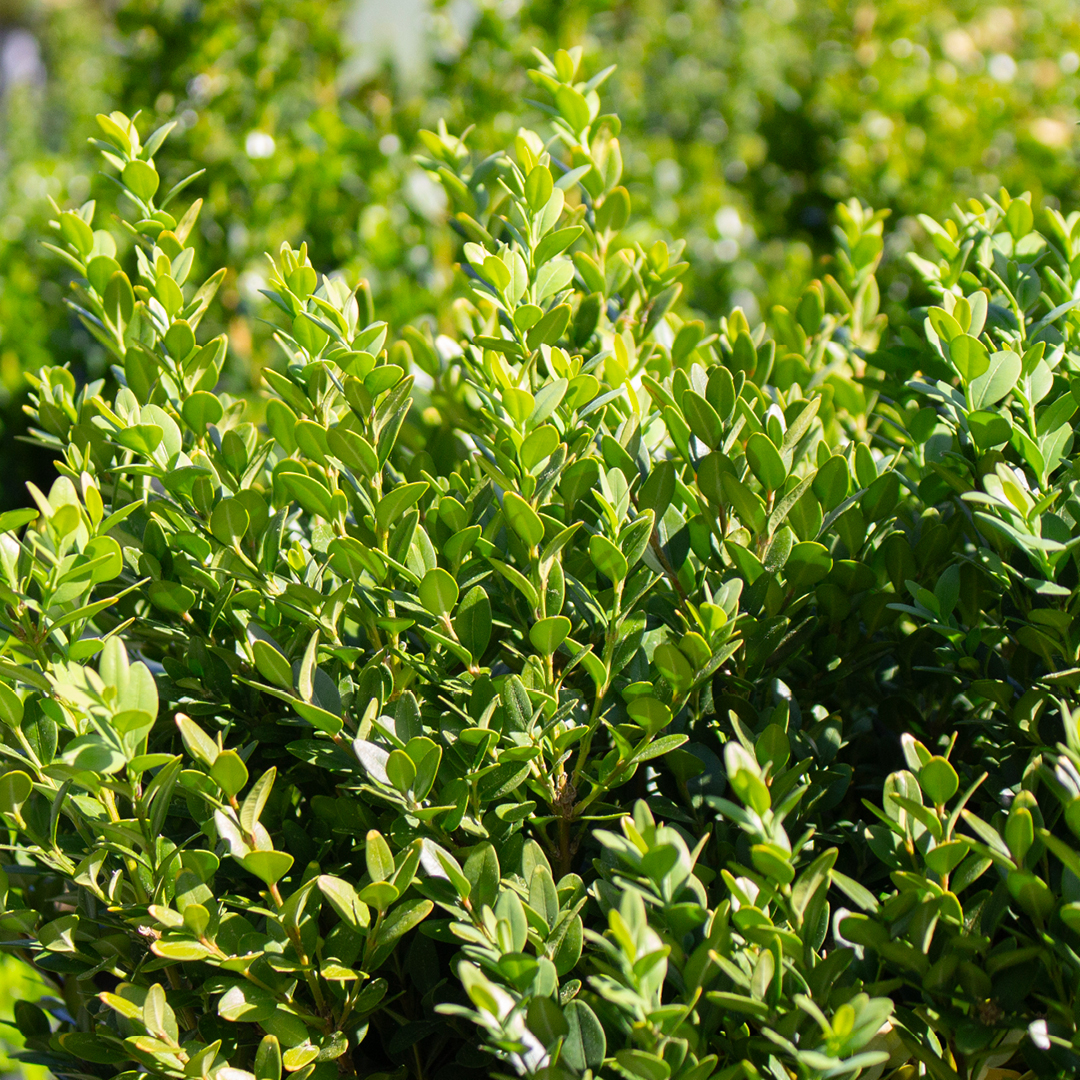 Deer Resistant Shrub