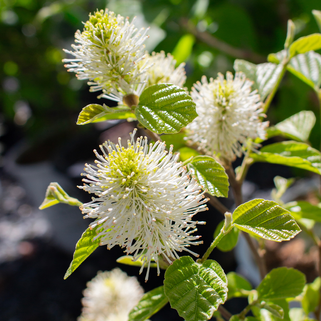 Deer Resistant Shrub