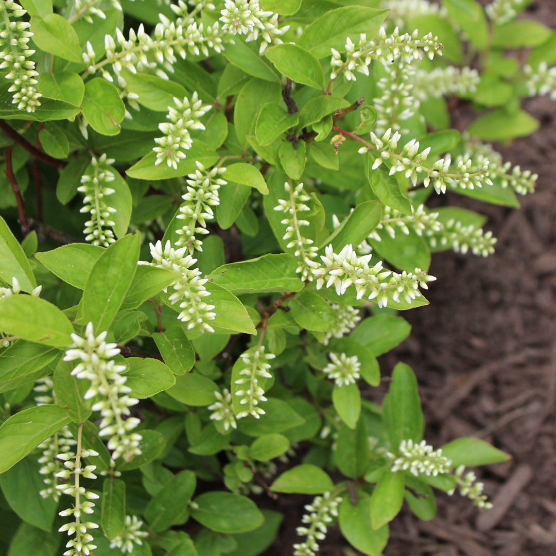 Deer Resistant Shrub