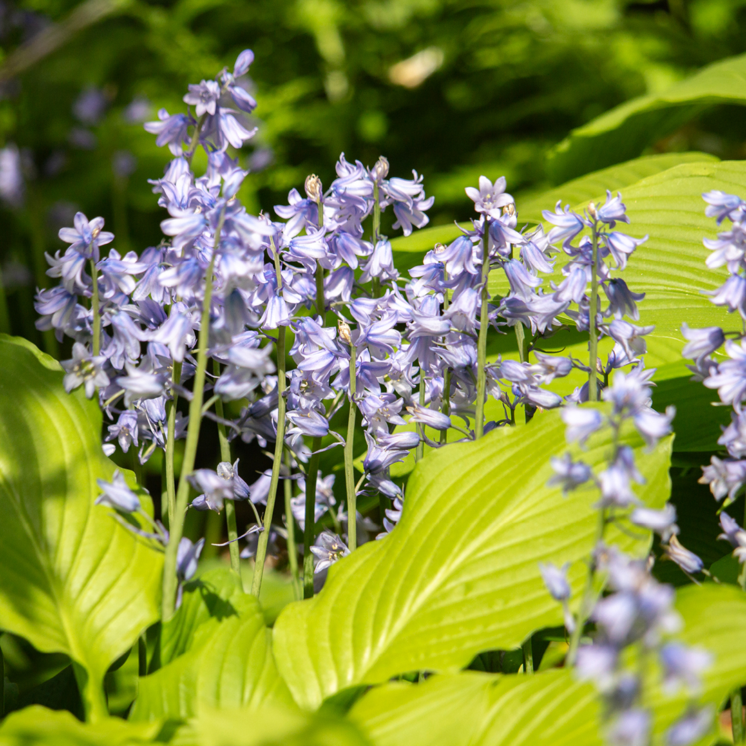 Selecting the Right Plant for the Right Place