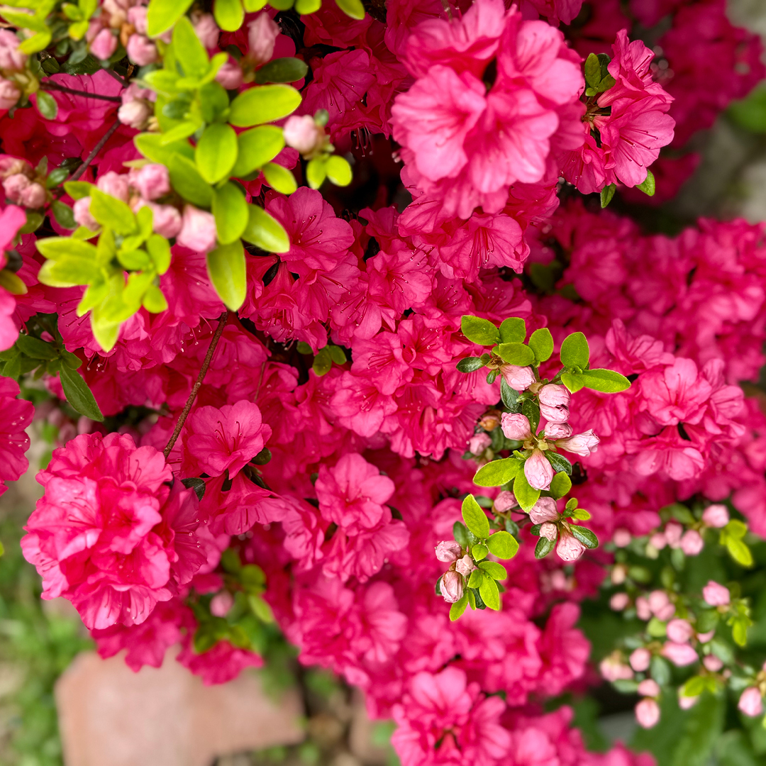 Vibrant pink flowering shrub in full bloom
