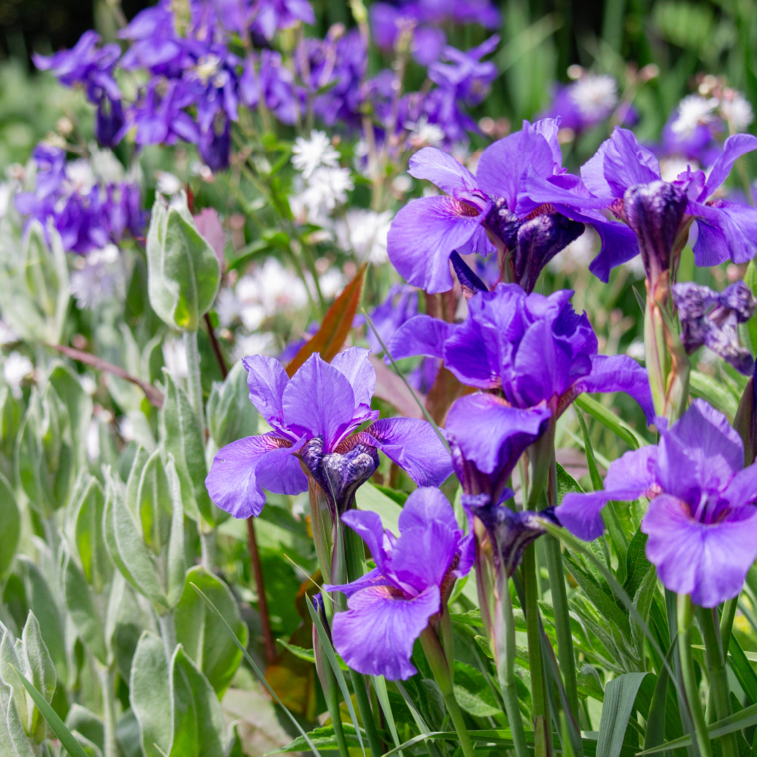 Purple iris flowers blooming in a garden