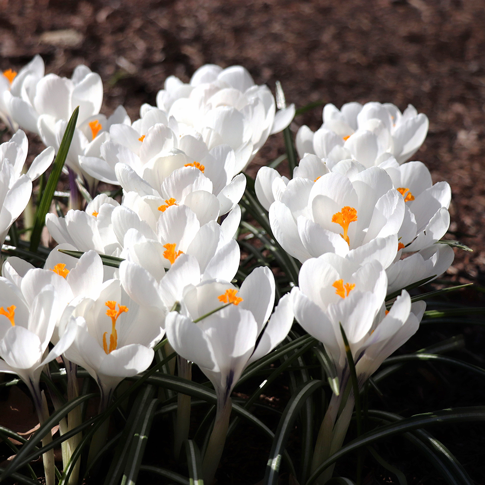 The Twilight Garden Featuring Spring Bulbs