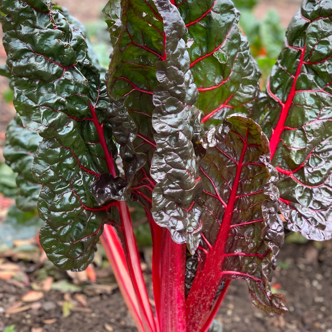 cold soil vegetable planting