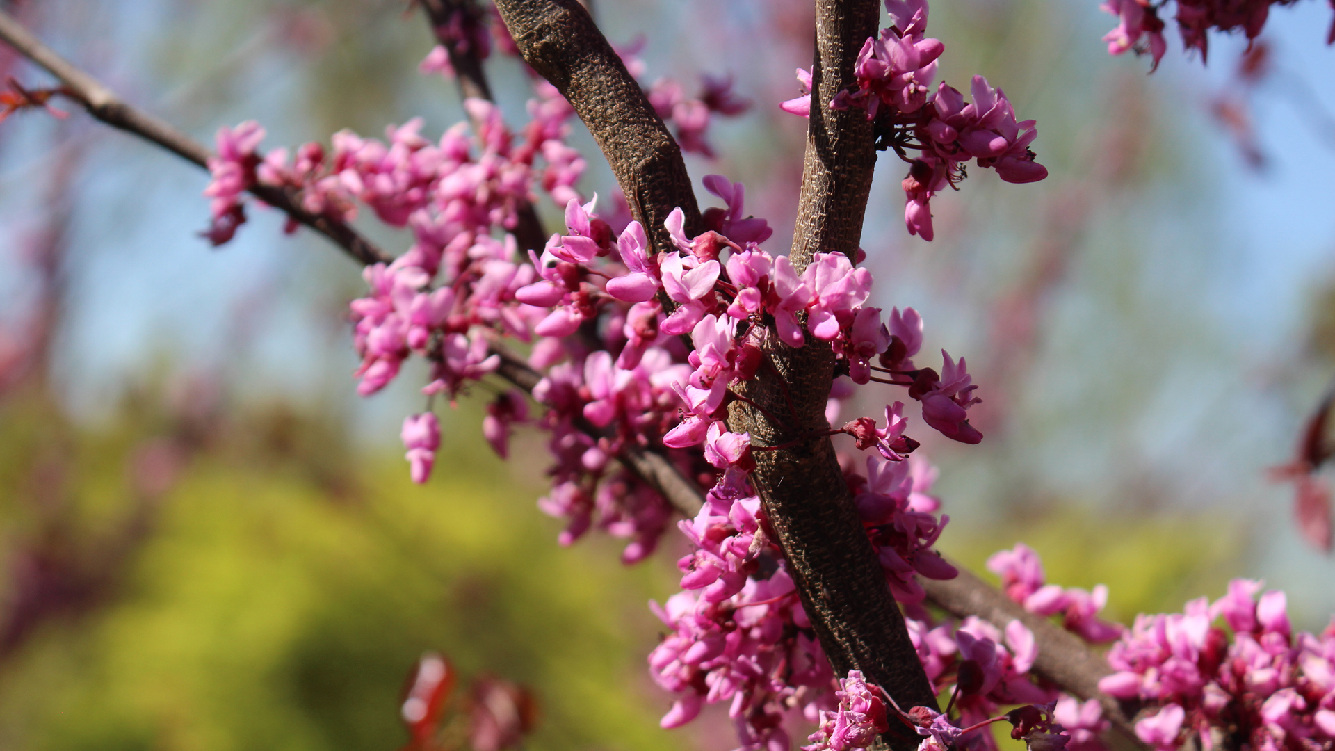 early spring native trees