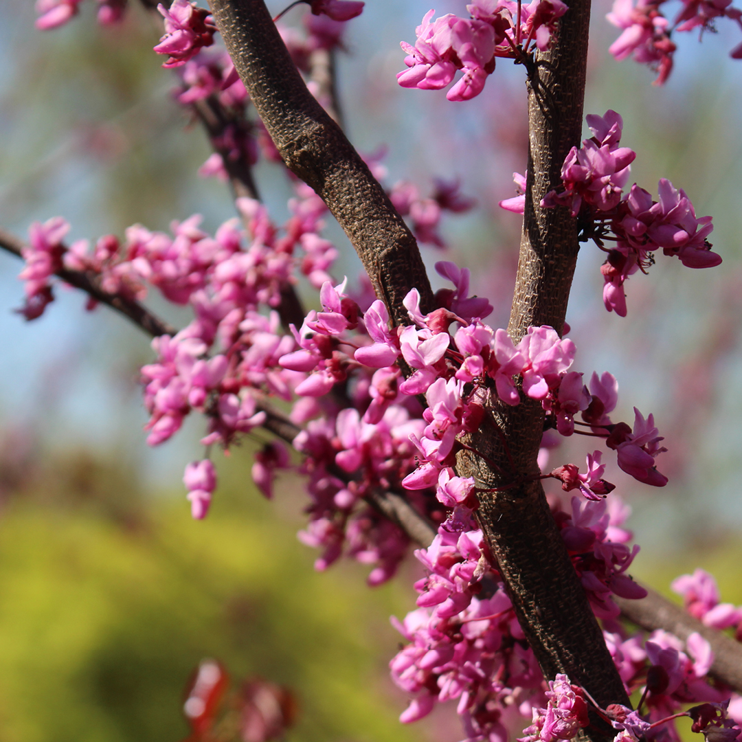 early spring native trees