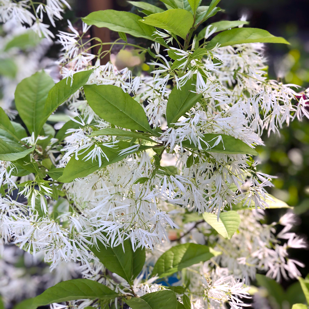 early spring native trees