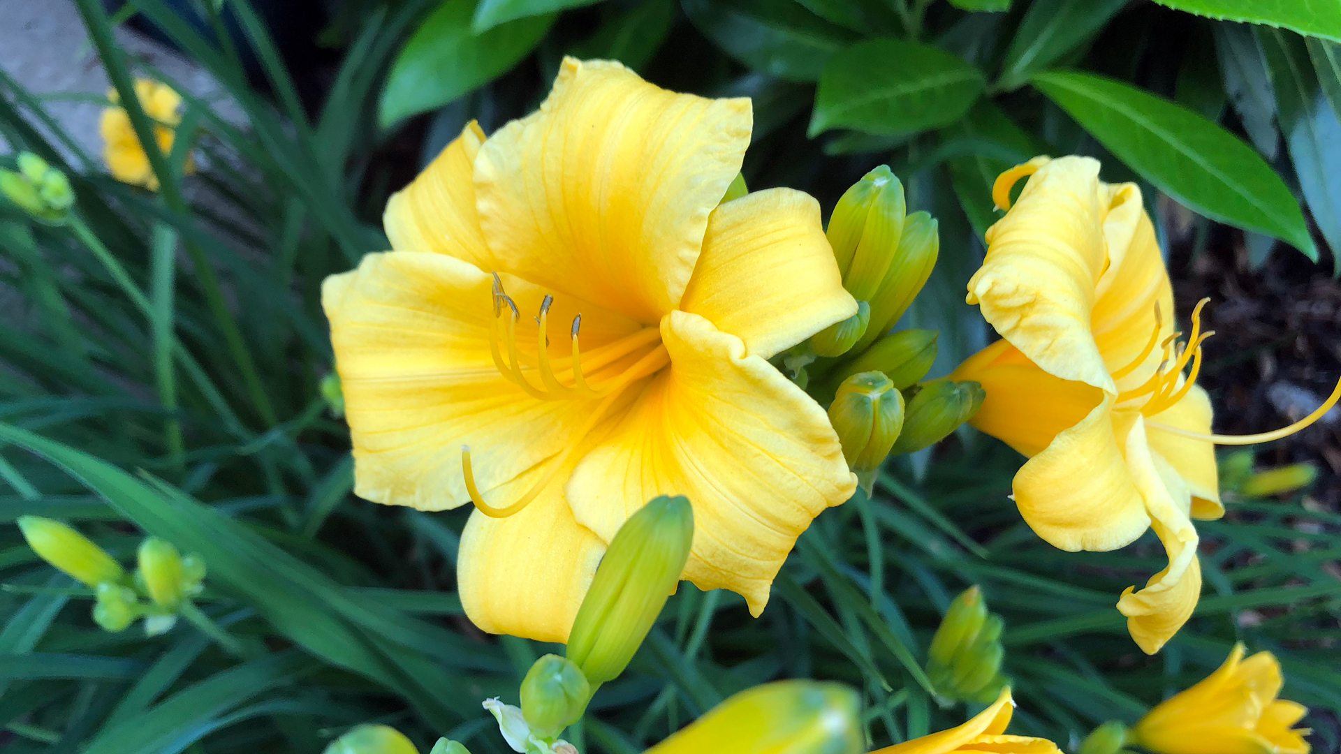 early spring perennial care