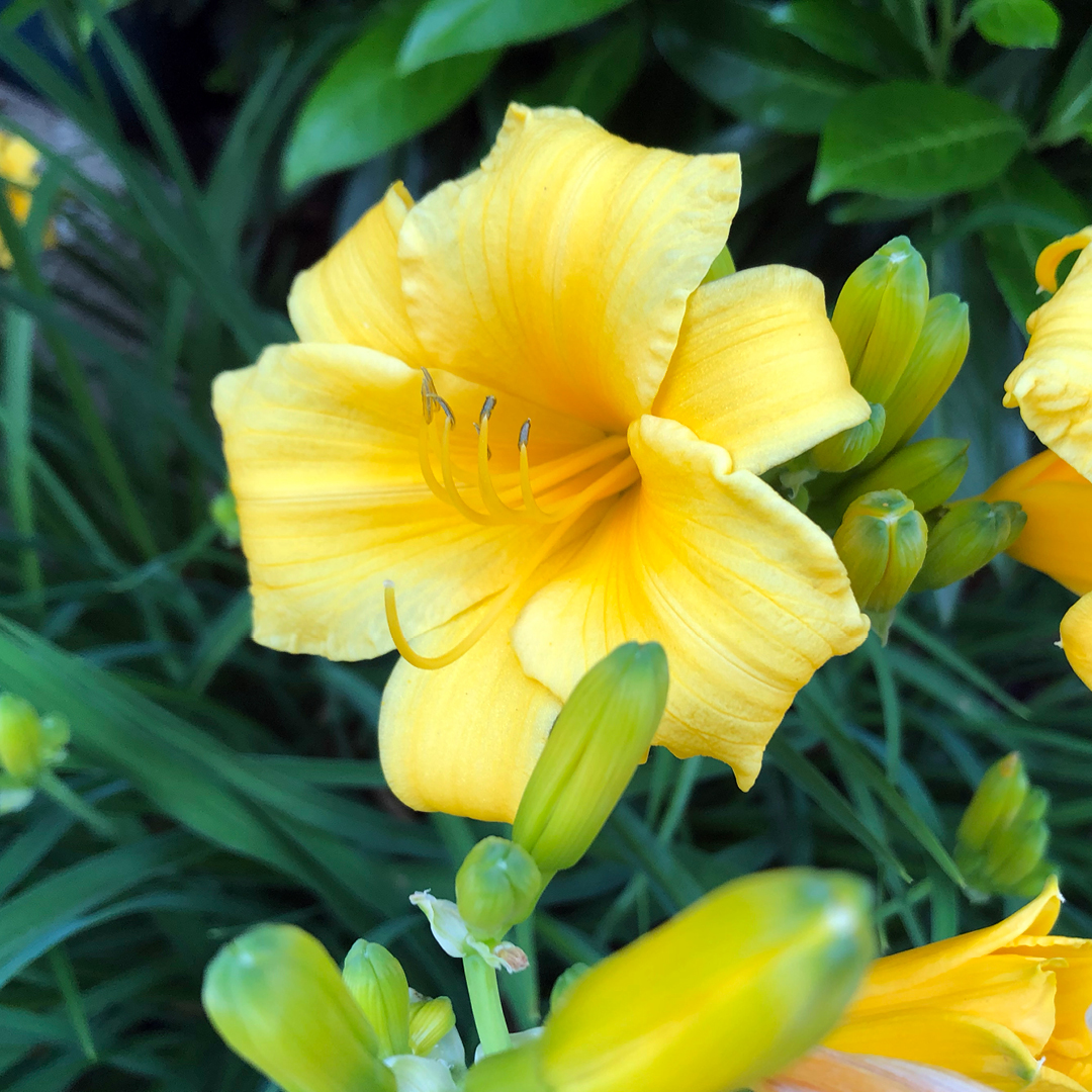 early spring perennial care