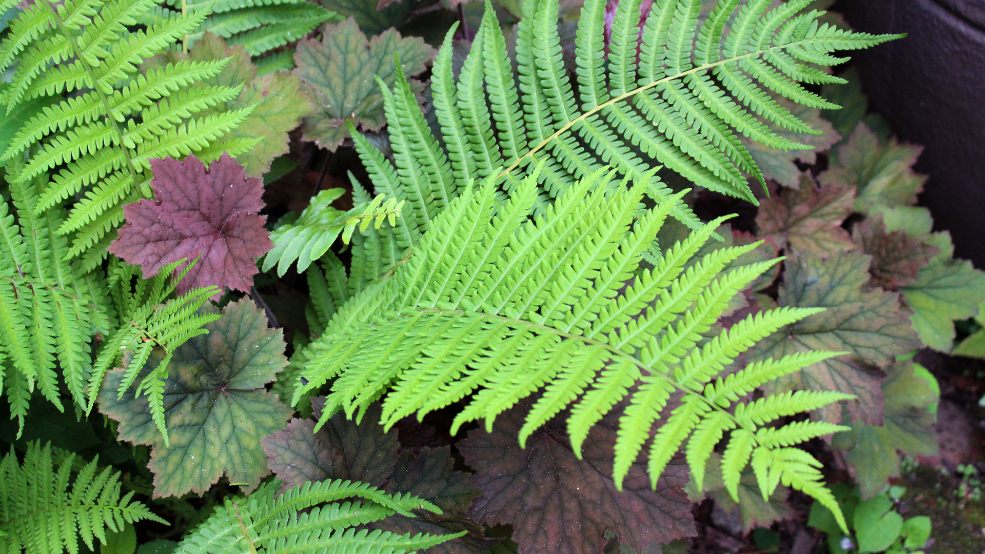 early spring native ferns