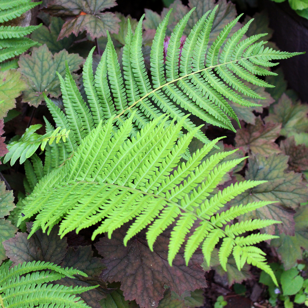 early spring native ferns