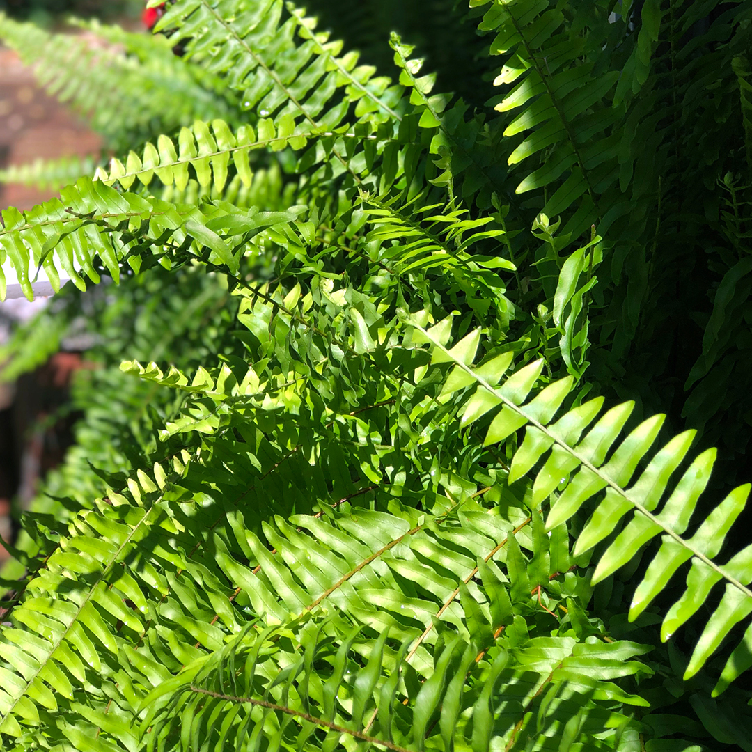 early spring native ferns
