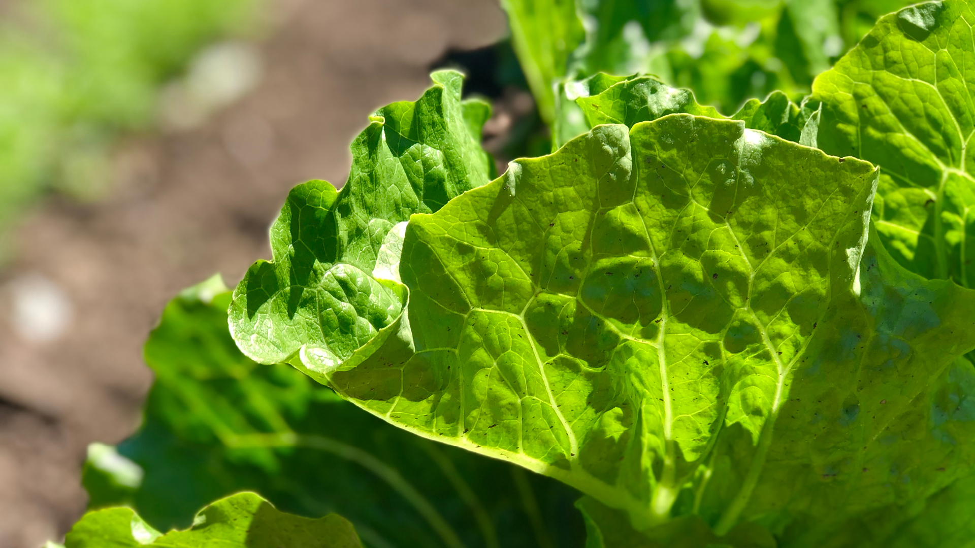 fast growing spring greens