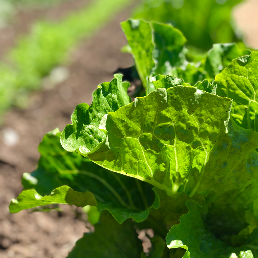 fast growing spring greens