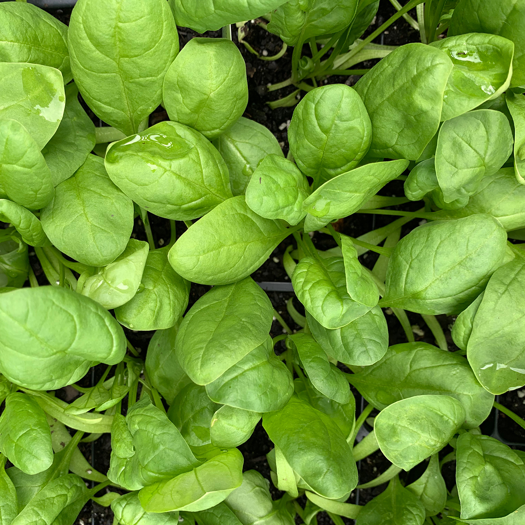 fast growing spring greens