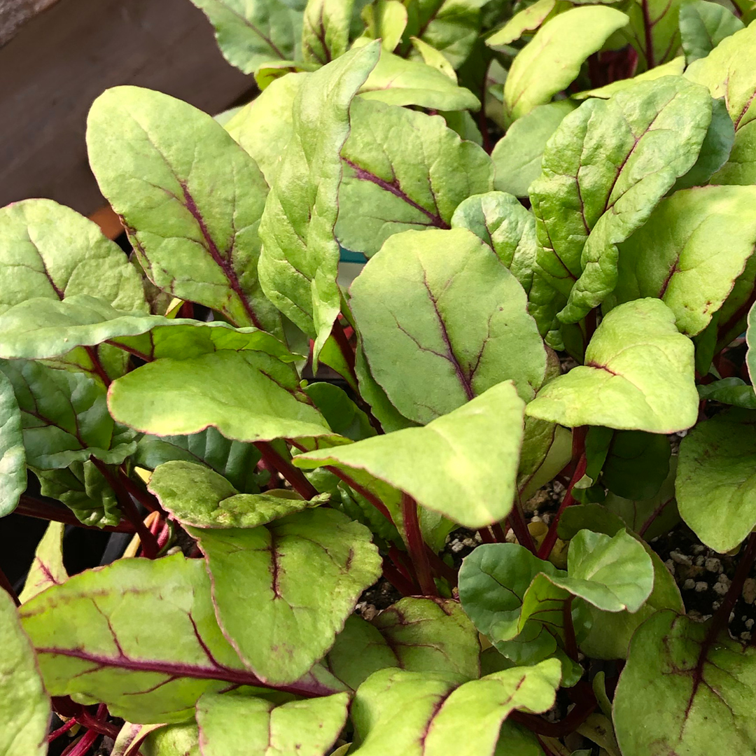fast growing spring greens