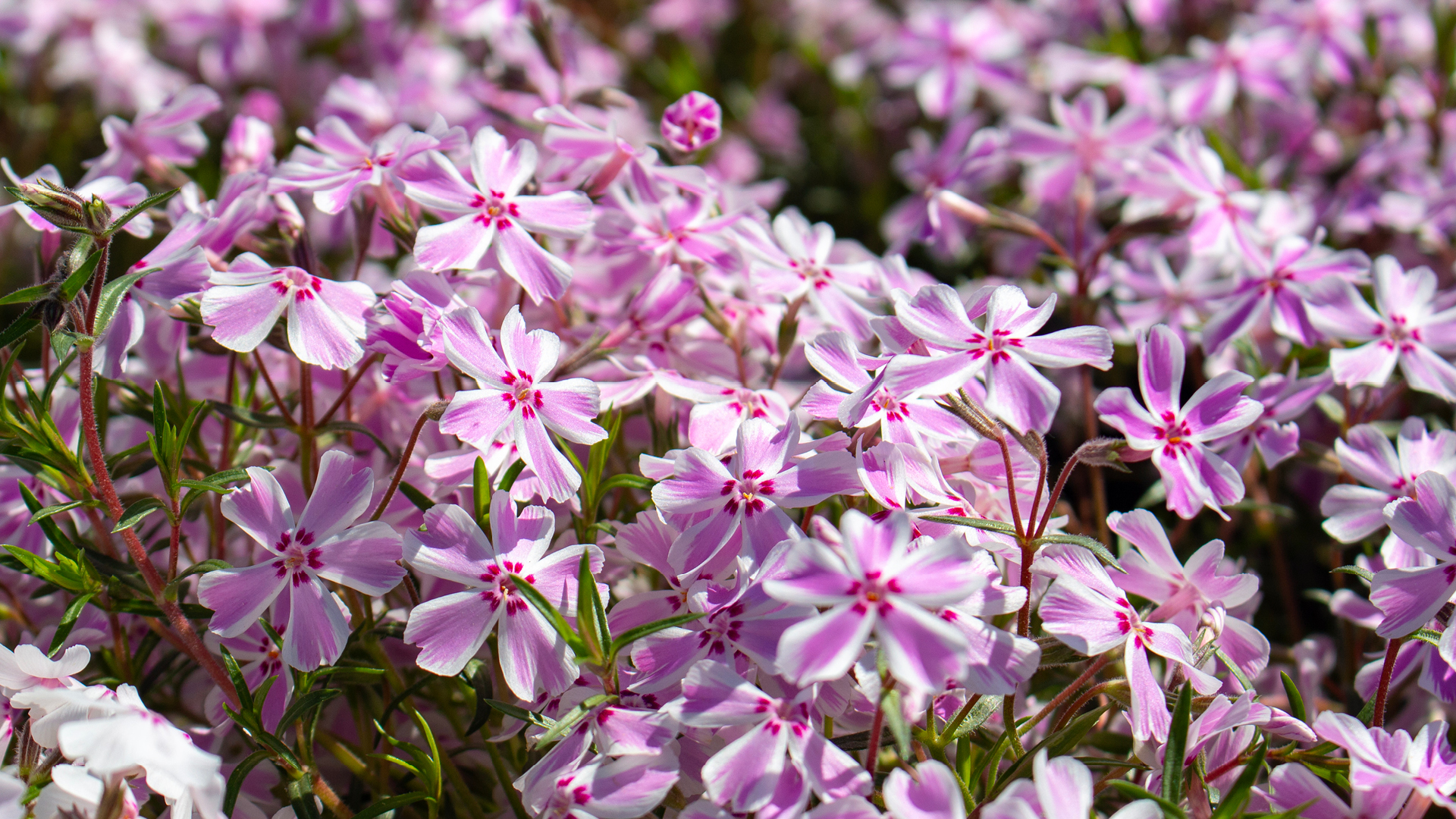 woodland edge garden ideas